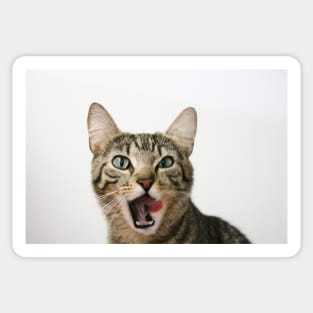 Tilly Tabby Tongue Twister Sticker